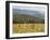 Eastern Grey Kangaroos, Geehi, Kosciuszko National Park, New South Wales, Australia, Pacific-Jochen Schlenker-Framed Premium Photographic Print