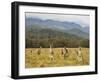 Eastern Grey Kangaroos, Geehi, Kosciuszko National Park, New South Wales, Australia, Pacific-Jochen Schlenker-Framed Premium Photographic Print