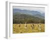 Eastern Grey Kangaroos, Geehi, Kosciuszko National Park, New South Wales, Australia, Pacific-Jochen Schlenker-Framed Premium Photographic Print