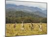 Eastern Grey Kangaroos, Geehi, Kosciuszko National Park, New South Wales, Australia, Pacific-Jochen Schlenker-Mounted Premium Photographic Print