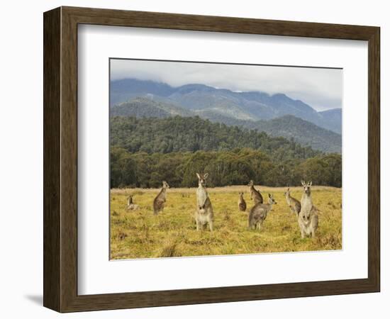 Eastern Grey Kangaroos, Geehi, Kosciuszko National Park, New South Wales, Australia, Pacific-Jochen Schlenker-Framed Photographic Print