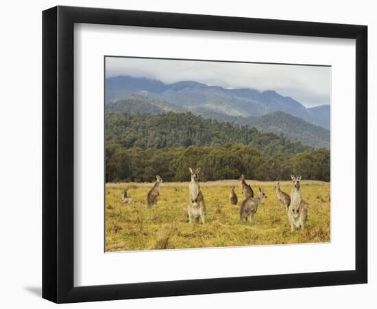 Eastern Grey Kangaroos, Geehi, Kosciuszko National Park, New South Wales, Australia, Pacific-Jochen Schlenker-Framed Photographic Print