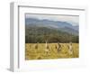 Eastern Grey Kangaroos, Geehi, Kosciuszko National Park, New South Wales, Australia, Pacific-Jochen Schlenker-Framed Photographic Print