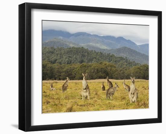 Eastern Grey Kangaroos, Geehi, Kosciuszko National Park, New South Wales, Australia, Pacific-Jochen Schlenker-Framed Photographic Print