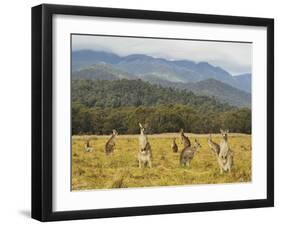 Eastern Grey Kangaroos, Geehi, Kosciuszko National Park, New South Wales, Australia, Pacific-Jochen Schlenker-Framed Photographic Print