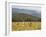 Eastern Grey Kangaroos, Geehi, Kosciuszko National Park, New South Wales, Australia, Pacific-Jochen Schlenker-Framed Photographic Print