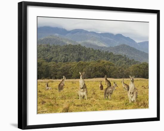 Eastern Grey Kangaroos, Geehi, Kosciuszko National Park, New South Wales, Australia, Pacific-Jochen Schlenker-Framed Photographic Print