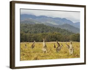 Eastern Grey Kangaroos, Geehi, Kosciuszko National Park, New South Wales, Australia, Pacific-Jochen Schlenker-Framed Photographic Print