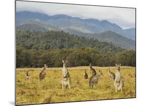 Eastern Grey Kangaroos, Geehi, Kosciuszko National Park, New South Wales, Australia, Pacific-Jochen Schlenker-Mounted Photographic Print