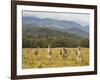 Eastern Grey Kangaroos, Geehi, Kosciuszko National Park, New South Wales, Australia, Pacific-Jochen Schlenker-Framed Photographic Print