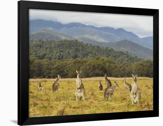 Eastern Grey Kangaroos, Geehi, Kosciuszko National Park, New South Wales, Australia, Pacific-Jochen Schlenker-Framed Photographic Print