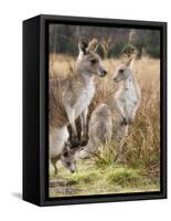 Eastern Grey Kangaroos, Kosciuszko National Park, New South Wales, Australia-Jochen Schlenker-Framed Stretched Canvas