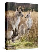 Eastern Grey Kangaroos, Kosciuszko National Park, New South Wales, Australia-Jochen Schlenker-Stretched Canvas