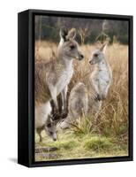 Eastern Grey Kangaroos, Kosciuszko National Park, New South Wales, Australia-Jochen Schlenker-Framed Stretched Canvas