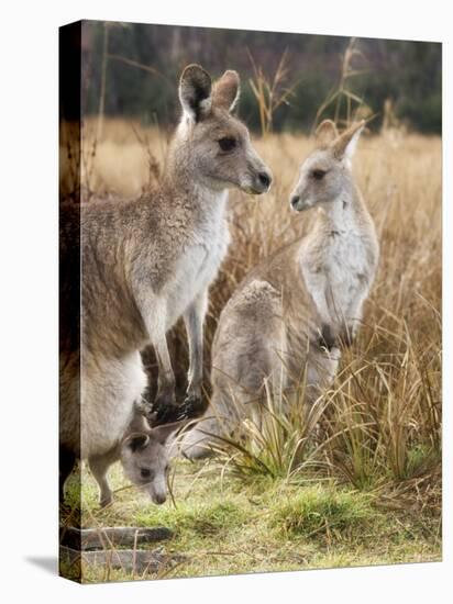 Eastern Grey Kangaroos, Kosciuszko National Park, New South Wales, Australia-Jochen Schlenker-Stretched Canvas