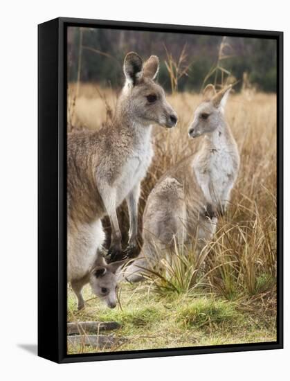 Eastern Grey Kangaroos, Kosciuszko National Park, New South Wales, Australia-Jochen Schlenker-Framed Stretched Canvas