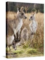 Eastern Grey Kangaroos, Kosciuszko National Park, New South Wales, Australia-Jochen Schlenker-Stretched Canvas