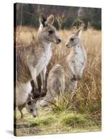 Eastern Grey Kangaroos, Kosciuszko National Park, New South Wales, Australia-Jochen Schlenker-Stretched Canvas