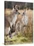 Eastern Grey Kangaroos, Kosciuszko National Park, New South Wales, Australia-Jochen Schlenker-Stretched Canvas