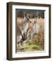 Eastern Grey Kangaroos, Kosciuszko National Park, New South Wales, Australia-Jochen Schlenker-Framed Premium Photographic Print