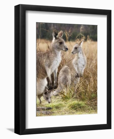Eastern Grey Kangaroos, Kosciuszko National Park, New South Wales, Australia-Jochen Schlenker-Framed Premium Photographic Print