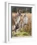 Eastern Grey Kangaroos, Kosciuszko National Park, New South Wales, Australia-Jochen Schlenker-Framed Premium Photographic Print