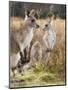 Eastern Grey Kangaroos, Kosciuszko National Park, New South Wales, Australia-Jochen Schlenker-Mounted Premium Photographic Print