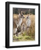 Eastern Grey Kangaroos, Kosciuszko National Park, New South Wales, Australia-Jochen Schlenker-Framed Photographic Print