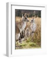 Eastern Grey Kangaroos, Kosciuszko National Park, New South Wales, Australia-Jochen Schlenker-Framed Photographic Print