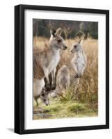 Eastern Grey Kangaroos, Kosciuszko National Park, New South Wales, Australia-Jochen Schlenker-Framed Photographic Print