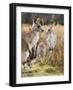 Eastern Grey Kangaroos, Kosciuszko National Park, New South Wales, Australia-Jochen Schlenker-Framed Photographic Print