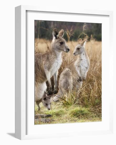 Eastern Grey Kangaroos, Kosciuszko National Park, New South Wales, Australia-Jochen Schlenker-Framed Photographic Print