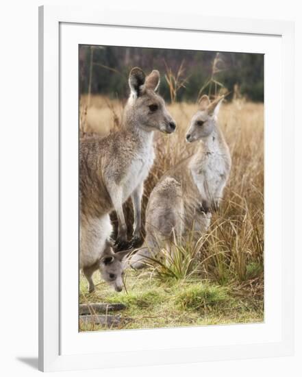 Eastern Grey Kangaroos, Kosciuszko National Park, New South Wales, Australia-Jochen Schlenker-Framed Photographic Print