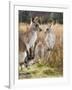 Eastern Grey Kangaroos, Kosciuszko National Park, New South Wales, Australia-Jochen Schlenker-Framed Photographic Print