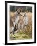 Eastern Grey Kangaroos, Kosciuszko National Park, New South Wales, Australia-Jochen Schlenker-Framed Photographic Print