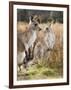 Eastern Grey Kangaroos, Kosciuszko National Park, New South Wales, Australia-Jochen Schlenker-Framed Photographic Print