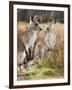 Eastern Grey Kangaroos, Kosciuszko National Park, New South Wales, Australia-Jochen Schlenker-Framed Photographic Print