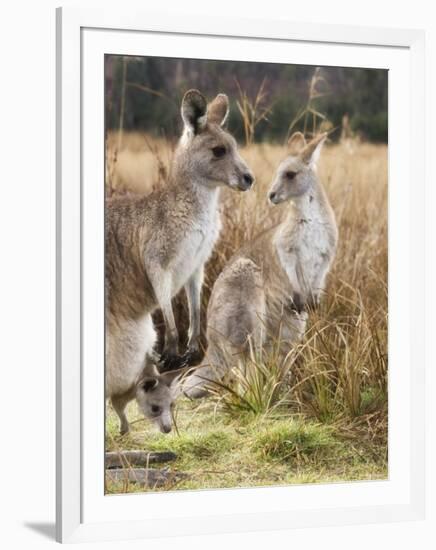 Eastern Grey Kangaroos, Kosciuszko National Park, New South Wales, Australia-Jochen Schlenker-Framed Photographic Print