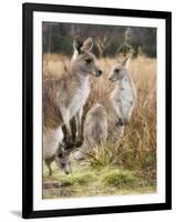 Eastern Grey Kangaroos, Kosciuszko National Park, New South Wales, Australia-Jochen Schlenker-Framed Photographic Print