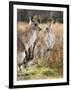 Eastern Grey Kangaroos, Kosciuszko National Park, New South Wales, Australia-Jochen Schlenker-Framed Photographic Print