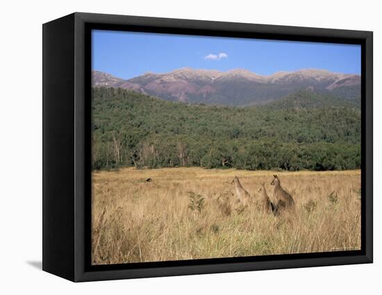 Eastern Grey Kangaroos, New South Wales, Australia, Pacific-Jochen Schlenker-Framed Stretched Canvas