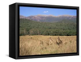 Eastern Grey Kangaroos, New South Wales, Australia, Pacific-Jochen Schlenker-Framed Stretched Canvas