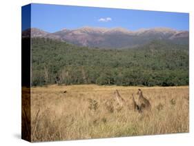 Eastern Grey Kangaroos, New South Wales, Australia, Pacific-Jochen Schlenker-Stretched Canvas