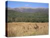 Eastern Grey Kangaroos, New South Wales, Australia, Pacific-Jochen Schlenker-Stretched Canvas