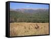 Eastern Grey Kangaroos, New South Wales, Australia, Pacific-Jochen Schlenker-Framed Stretched Canvas