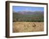 Eastern Grey Kangaroos, New South Wales, Australia, Pacific-Jochen Schlenker-Framed Premium Photographic Print