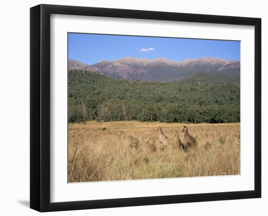 Eastern Grey Kangaroos, New South Wales, Australia, Pacific-Jochen Schlenker-Framed Premium Photographic Print