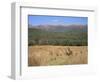 Eastern Grey Kangaroos, New South Wales, Australia, Pacific-Jochen Schlenker-Framed Photographic Print