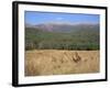 Eastern Grey Kangaroos, New South Wales, Australia, Pacific-Jochen Schlenker-Framed Photographic Print