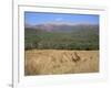 Eastern Grey Kangaroos, New South Wales, Australia, Pacific-Jochen Schlenker-Framed Photographic Print